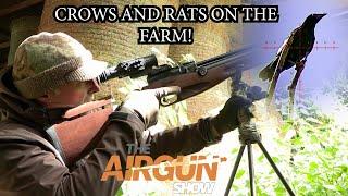 The Airgun Show | Farmyard crow, magpie and rat hunt | BRK Brocock Ranger review