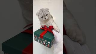 There are never many gifts… #cat #funny #catlover