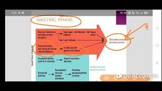 Phases Of Digestion: Cephalic Phase, Gastric Phase, Intestinal Phase