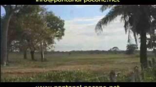 Pantanal - Pousada Pouso Alegre