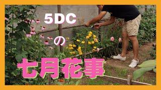 【5DC的7月花事】咔咔就是一顿爆剪月季还是得吃荤的Deadheading and feeding my roses