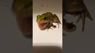 Frog VICIOUSLY Devours Worm! 🪱 #frog #cutefrog #livefeeding #nature #worm