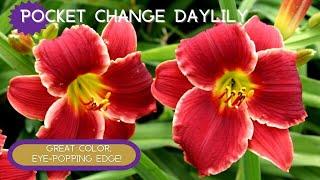 EYE-POPPING EDGE! | Pocket Change Daylily