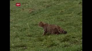 Wildkatzen im Jura 1974