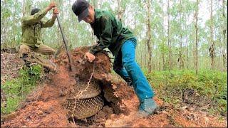 Close-up of the confrontation with the giant king cobra monster in the forbidden forest.