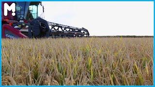  Rice Farming From Seed To Harvest - Modern Australian Rice Harvesting And Processing Technology