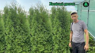 Выращивание хвойных растений - Евгений Филимонов. Трейлер канала "Хвойный Дворик"