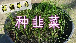 种韭菜就这么简单, 从种子到1个月成长过程 Planting garlic chives from seeds (Eng Subtitle)