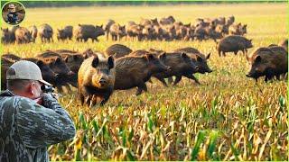 How Do Hunters And American Farmers Deal With Millions Of Wild Boars by Halicopter and Gun