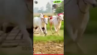 Topp Ox Race Punjab #oxrace #racing #trending #viral #shorts #shortvideo #panghaltv #oxrace #viral