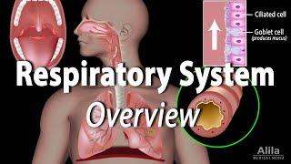 Overview of the Respiratory System, Animation