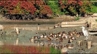 1865. Polák velký, Common pochard, Tafelente, Tafeleend, Porrón europeo, Fuligule milouin, #birds