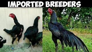 Imported Black Thai Family Super Neck locker | Black Eyes Top Quality Breeders