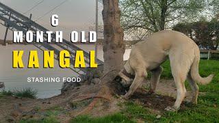 HOW A KANGAL STASHS IT'S FOOD | 6 MONTH OLD TURKISH KANGAL DOG