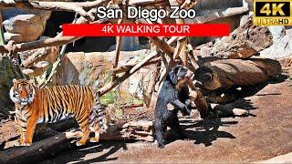 [4K] San Diego Zoo - Walking Tour | Explore One of the World's Best Zoos