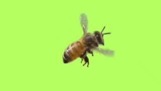 Bee, Green screen