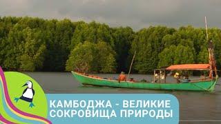 КРОЛИКИ, ЖИВУЩИЕ В СТАРИННОМ ЗАМКЕ  Камбоджа - великие сокровища природы  STARMEDIAKIDS