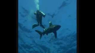 Sharkschool Video 2008.wmv