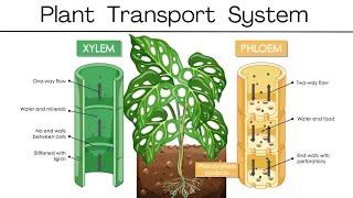 What is Plant Transport System ? Xylem and Phloem