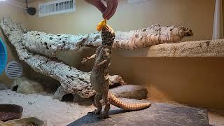 Elevages Lisard (2021) Uromastyx yemenensis adult eating flowers