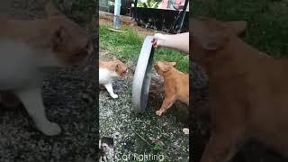 Cute Cat|Cute Cat Fighting |#viralshort #trending #kangal..@FG pets & Entertainment..#shorts