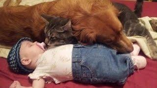 Дети и животные - как мило спят вместе. Сборник [NEW HD]