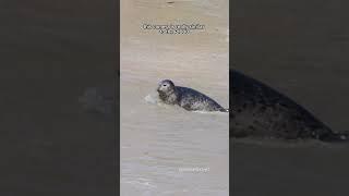 How to film seals #seal