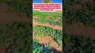 khedut putr #farming