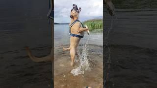 Видео-ответ на коммент с упрёком) Подробно в закрепе  #ханна #собачьяжизнь #озеро #собаки