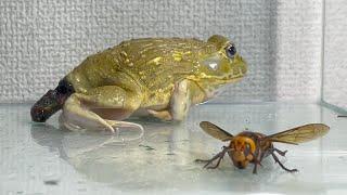 When you pp in front of the giant hornet ... / Pacman frog , African bullfrog【LIVE FEEDING】