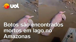 Seca no Amazonas: Botos e peixes são encontrados mortos em lago superaquecido