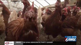 Bird flu detected in multi-species backyard flock in Clinton County