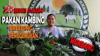 25 Jenis Daun Pakan Kambing Untuk Breeding Dan Penggemukan ala 78 farm Jogja