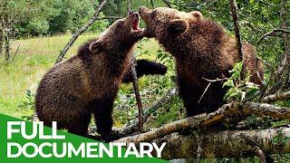 Darkwoods - Canada's Hidden Nature Reserve | Free Documentary Nature