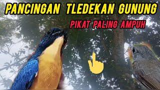 suara pikat burung tledekan gunung kombinasi burung sikatan rimba