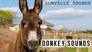 10 Hours of Donkey Sounds | Animal Sounds with Peter Baeten