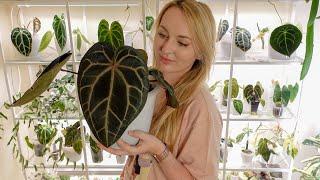 summer favs and fails (mainly hoya & anthurium) | plant collection walk thru 