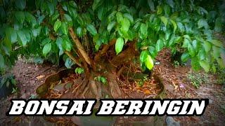 Bonsai Beringin Di lahan Ground