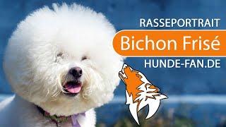 ► Bichon Frisé [2021] Rasse, Aussehen & Charakter