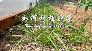 如何根植韭菜(第22期) How to transplant chives (Ep22)