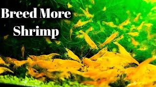 MAXIMUM Shrimp Breeding - Feed Like This