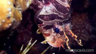 Did You Know There are Several Different Lionfish (Pterois) Species?