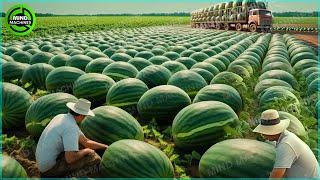 The Most Modern Agriculture Machines That Are At Another Level, How To Harvest Watermelons In Farm▶3