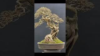 INSPIRASI BONSAI SUREALIS