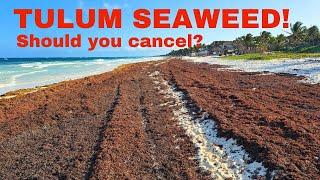 TULUM Seaweed Update MAY 2024 - Sargassum Season #seaweed #sargassum #tulum