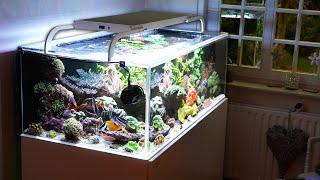 Uwe's 400 liter REEF TANK (acrylic!) + New Royal Exclusive LED