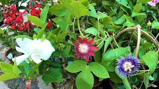 Jhumkolota Adenium Furush Flower Plant Price|Baghbazar Galiff Street Plant Haat|Best Flowers Forever