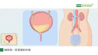 什么是神经源性膀胱功能障碍？