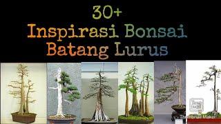 Kumpulan inspirasi bonsai batang tegak lurus || Belajar bonsai