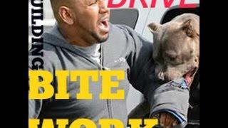 building drive bite work pitbull pit bull guard muscle bully conditioning body building